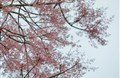 Ngô đồng nhất diệp lạc